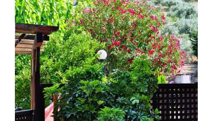 Ilios Studios poza 9