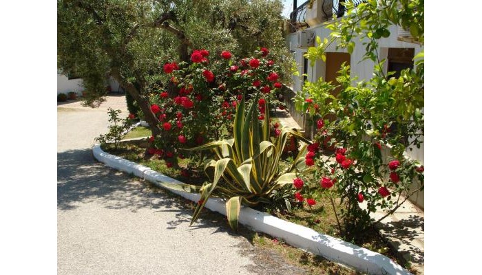 Asteris Village poza 15