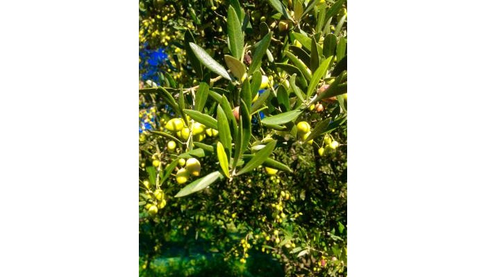 Hotel Bruskos poza 2