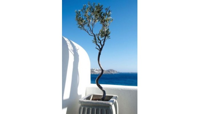 Apollonia Resort poza 11