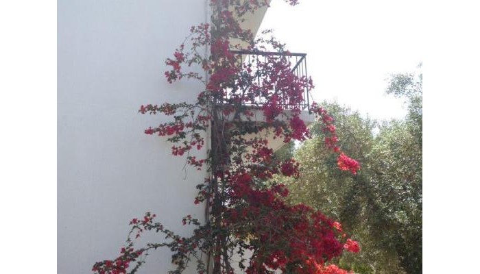 Irini Studios poza 11