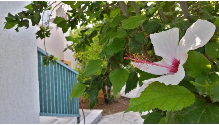 Amazones Sun Studios poza 5