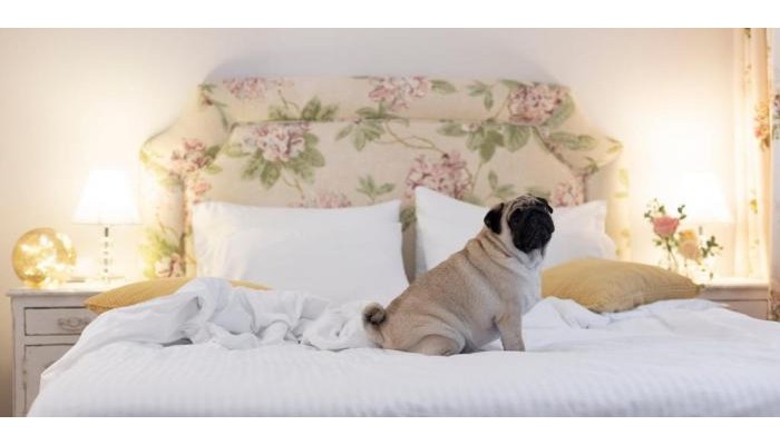 Gatto Perso Luxury Studios & Apartments poza 3